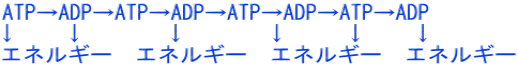 ATP→ADP→ATP→ADP→ATP→ADP→ATP→ADP ↓　　↓　　　 ↓　　　 ↓　　 ↓　　↓　　 エネルギー　エネルギー　エネルギー　エネルギー