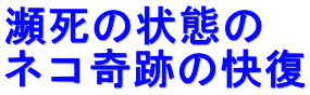 �m���̏�Ԃ� �l�R��Ղ̉���