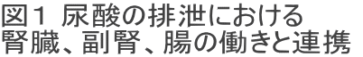 図１ 尿酸の排泄における 腎臓、副腎、腸の働きと連携 