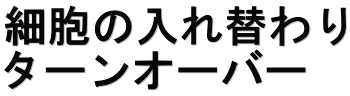細胞の入れ替わり ターンオーバー